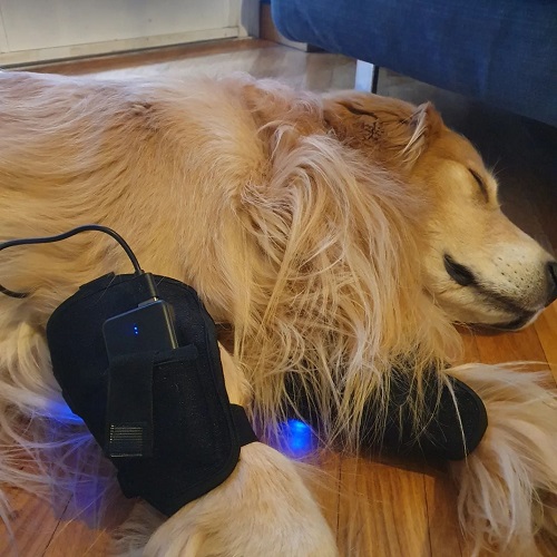 Red Light Therapy for Dog Arthritis