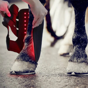 Vörös fényterápia lovak lábára