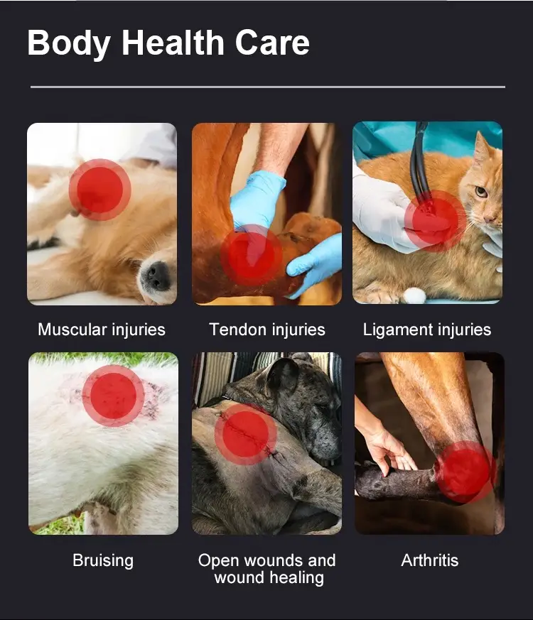Rödljusterapi för sjukdomar hos husdjur