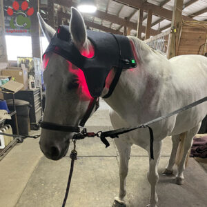 Equine Red Light Therapy cap for Horse Poll