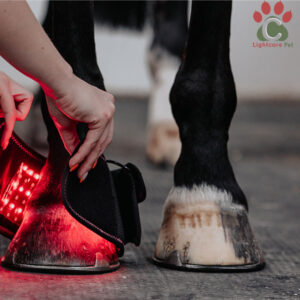 terapia de luz roja botas de caballo
