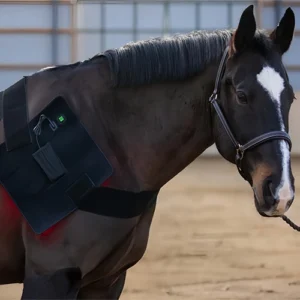 Horse Red Light Therapy